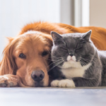 Why Pet Owners Are Exploring CBD CBG