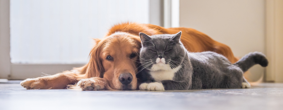 Why Pet Owners Are Exploring CBD CBG